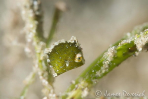 Diamond file fish / Little bugger took 10minutes before h... by James Deverich 